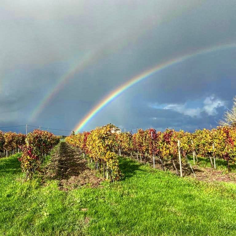 Miniature : CHÂTEAU CANTINOT - 2020 - Bordeaux - Château Cantinot