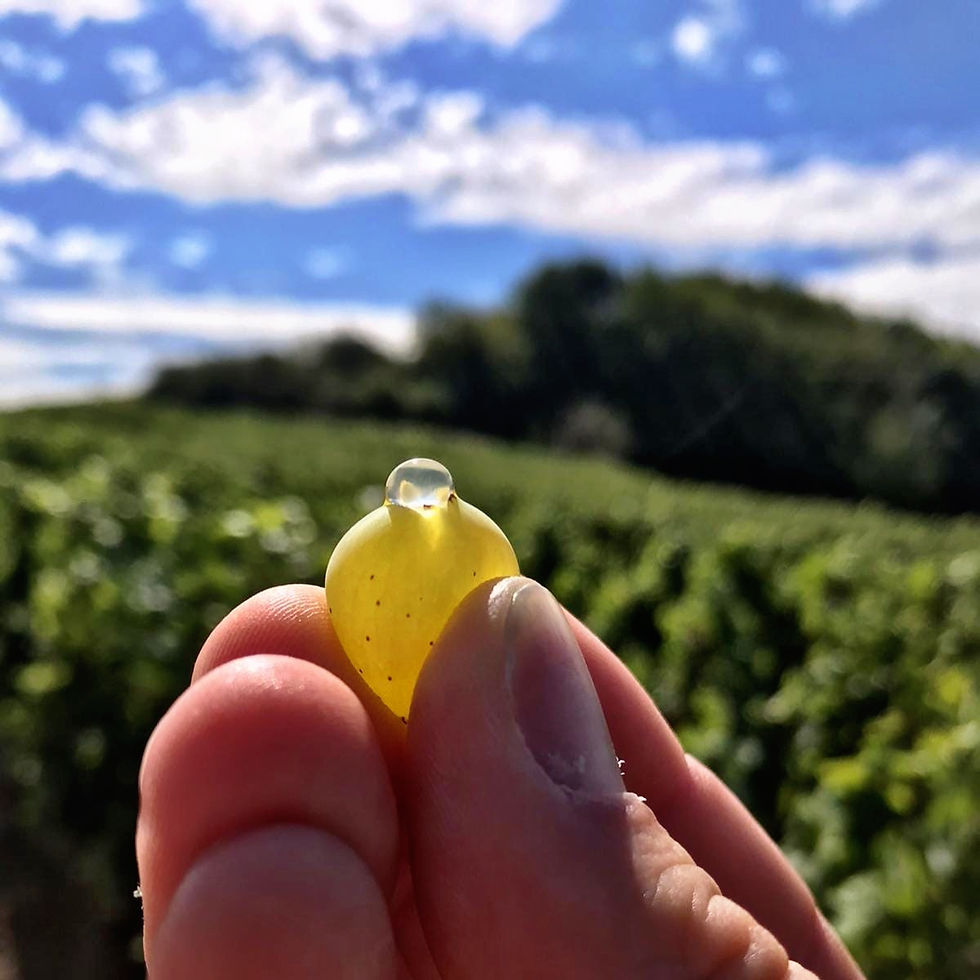 Miniature : CRÉMANT DU JURA - Jura - Domaine Rolet