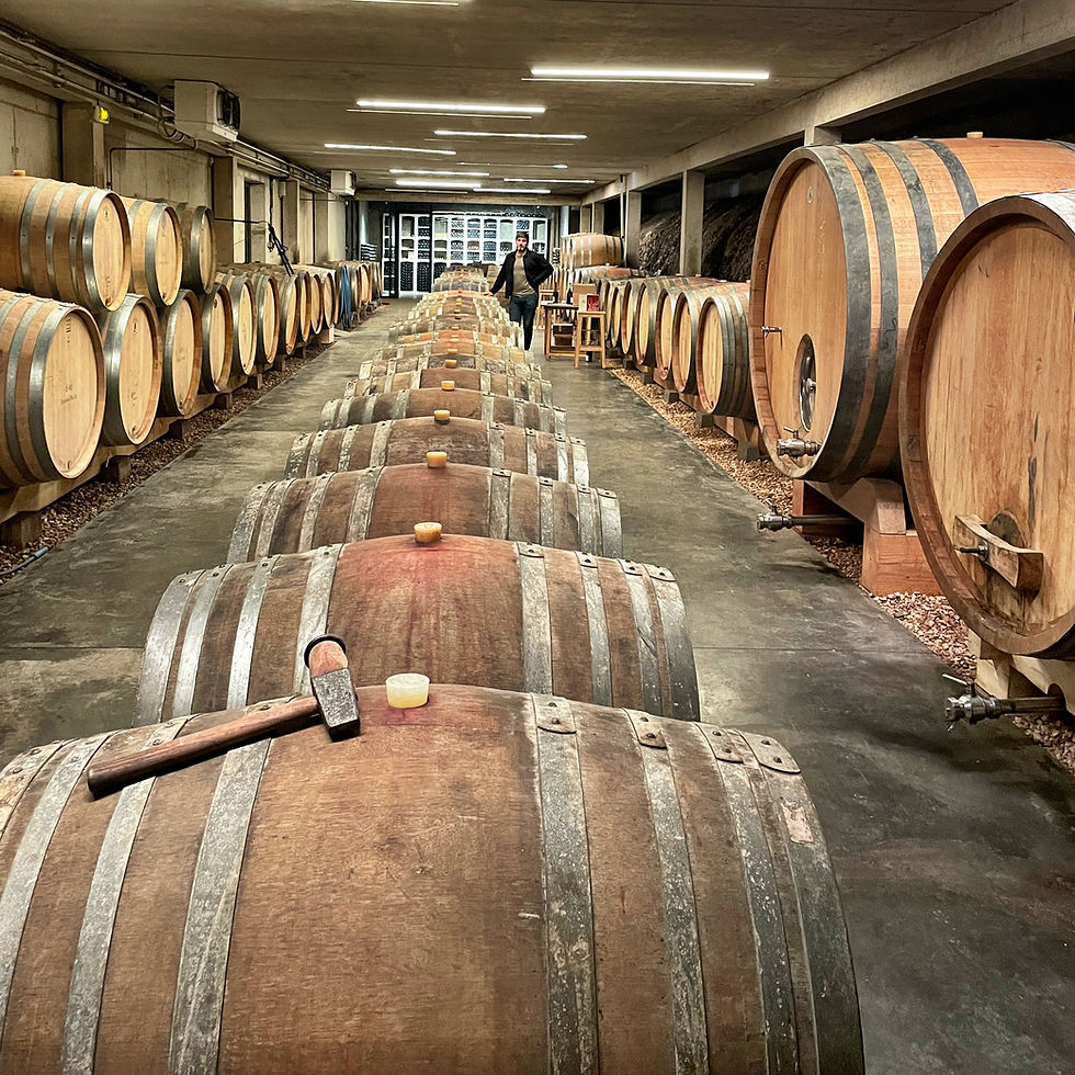 Miniature : LES CYGNES 2023 - BIO - Roussillon - Domaine Modat