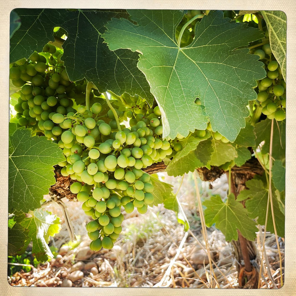 Miniature : LES CAPUCINS 2023 - BIO - Rhône - Domaine Galévan