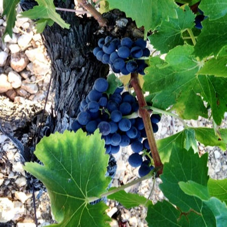 Miniature : LE SOUFFLE DES ANGES 2016 - Languedoc - Domaine l'Anqueven
