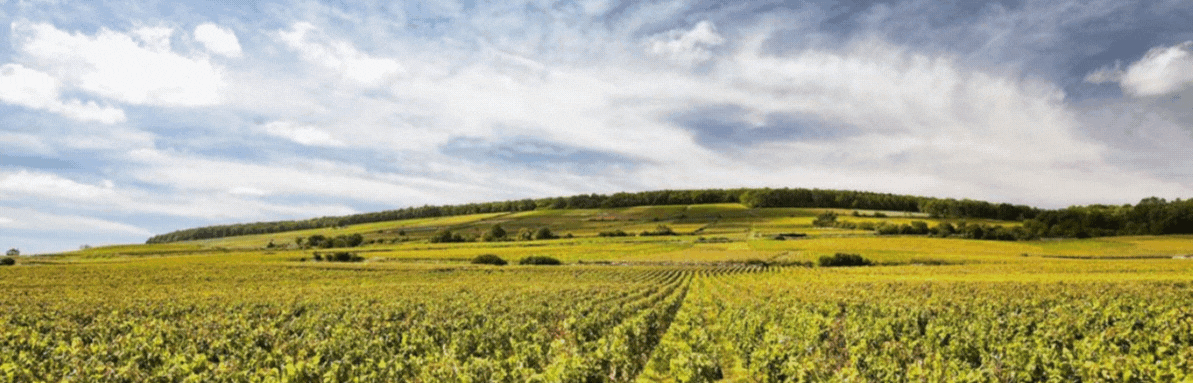 Copie de Copie de Organiser une dégustation de vins chez vous ou au sein de votre entrepri