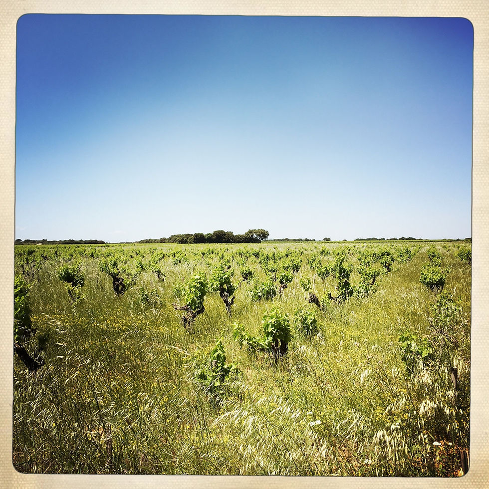 Miniature : CHATEAUNEUF DU PAPE ROUGE 2019 - BIO - Rhône - Domaine Galévan