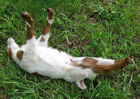Fainting Goats Marketing - strategy, content, mentoring and training
