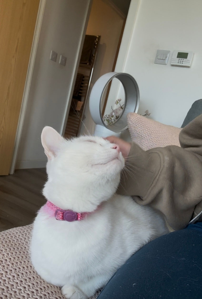 Cat Sitting in Bath