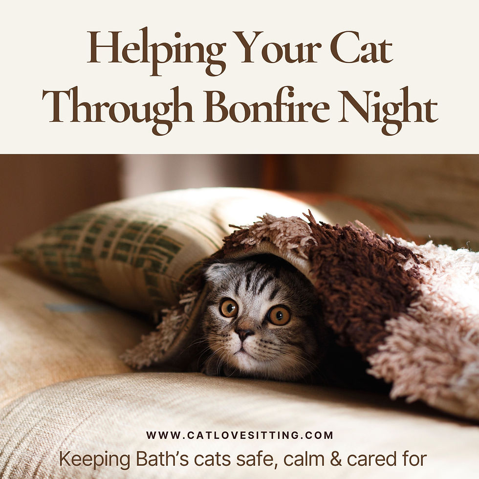 Helping Your Cat Stay Calm on Bonfire Night