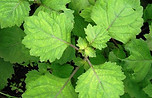 Tefarik, Paçuli