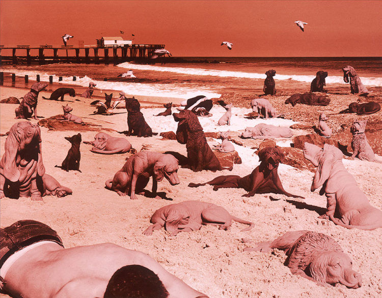 Dogs on the Beach