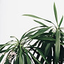 Plantas verdes