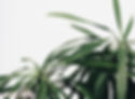Green Plants