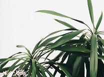 Green Plants
