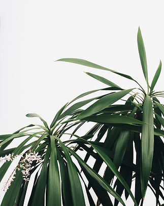 Green Plants