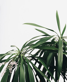 Green Plants