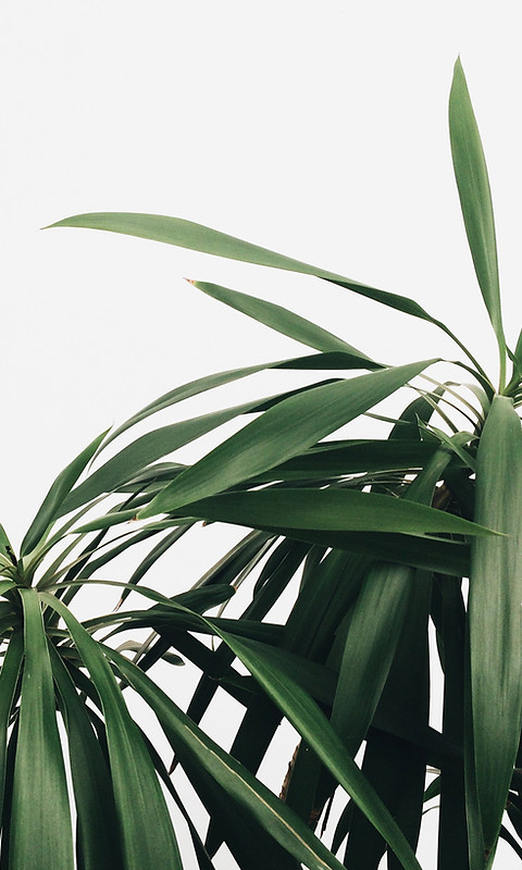 Green Plants