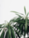Green Plants