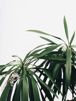 緑の植物