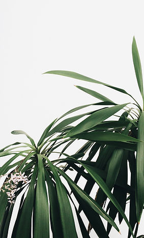 Green Plants