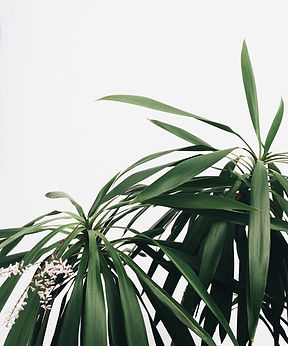 Plant CBT Services Page