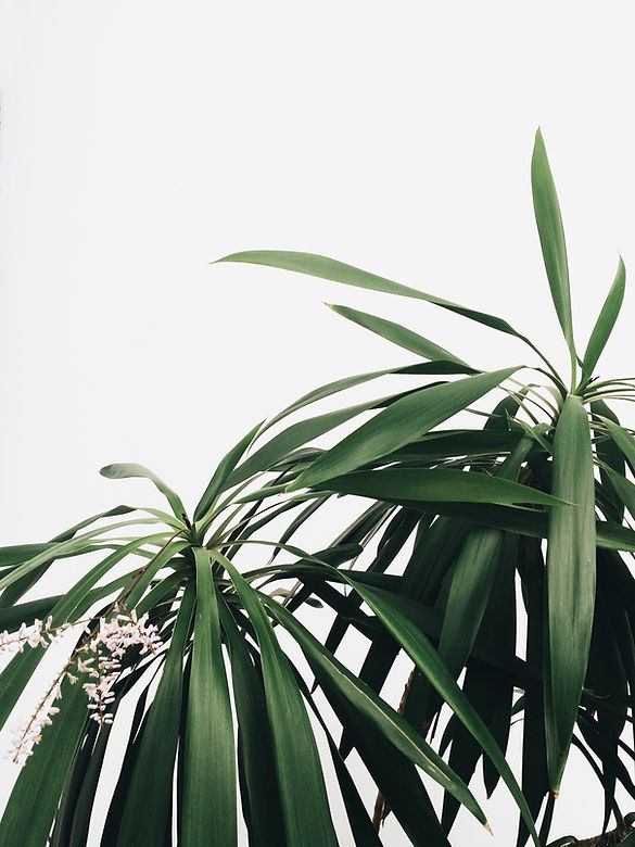 Green Plants