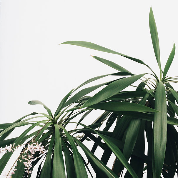 Grüne tropische Blätter