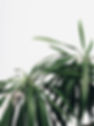 Green Plants