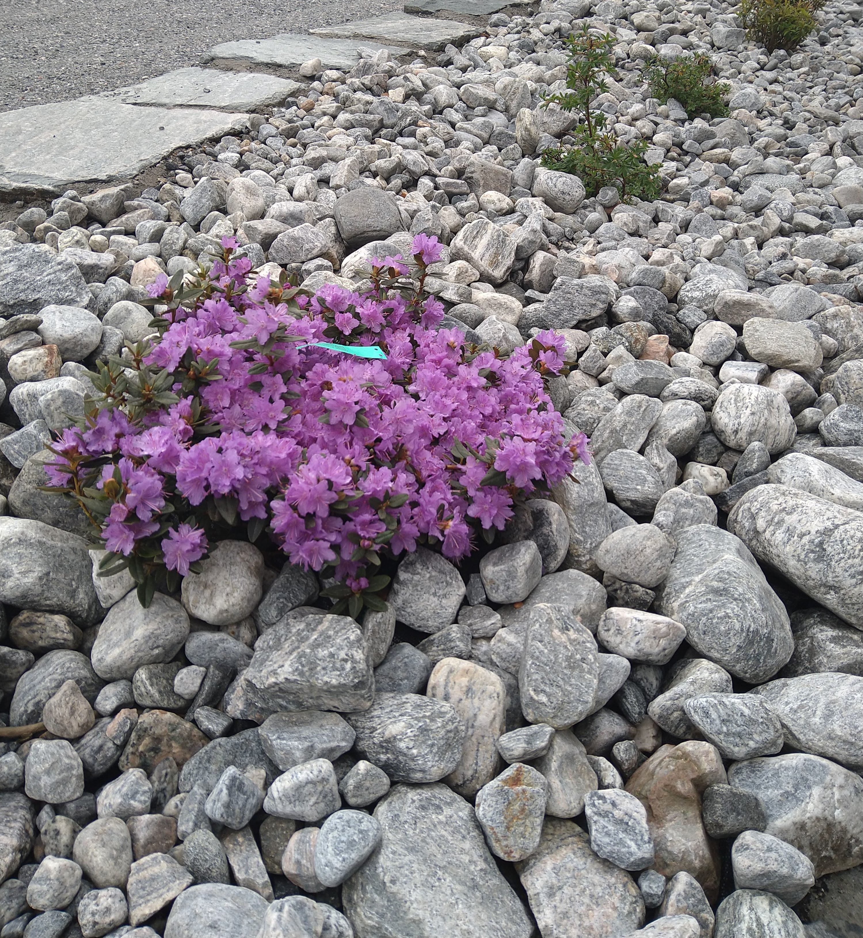 elvestein 2.5-10cm : toppdekke i bed