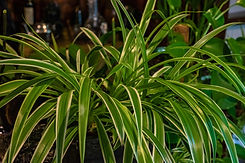 DIB_03_house plants-18 kopie.jpg
