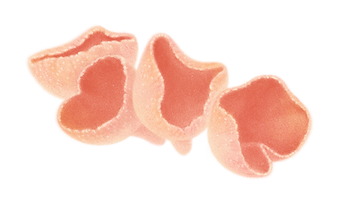 fungi feb72dpi.png