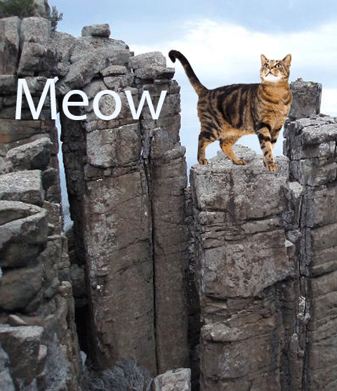 meow