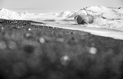 A black and white wide angle image of a tusked Walrus, hauling out of the bitter cold Arctic ocean as icy waves lap and splash on its blubbery back. Wet pebbles glisten in the soft light, creating bokeh balls that frame the scene, while behind, snow capped mountains tower in the distance.