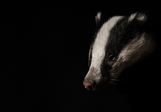 A collection of intimate photographs of wild European Badgers in woodland and meadow environments, captured across multiple British springs and summers. The scenes are washed in tones of lush green and warm summer yellow, with badgers emerging from their setts, foraging, and pausing amidst natural light. These rare moments are the result of years-long dedication by photographer Rachel Bigsby, who built trust with a single clan to reveal the quiet beauty and personality of this elusive species.