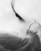 An intense partial portrait of a Black-browed Albatross showing one eye, brow marking, beak ridge, and fluffy feathers.