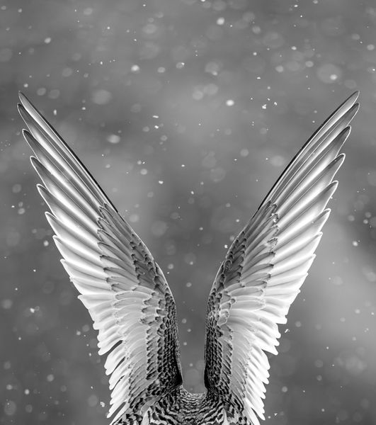 Black and white close-up of a juvenile Antarctic Tern’s outstretched wings seen from behind, symmetrical and detailed, with snowflakes falling against a soft, blurred background.