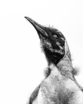 Black and white image of a King Penguin chick nearing the end of its moult, with sleek adult feathers emerging beneath clinging patches of down. The bird’s plumage appears layered and textured, highlighting the imperfect, transitional stage between chick and adult.