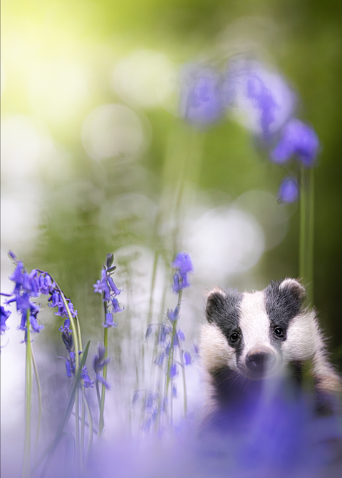A series of ethereal images showing wild European Badgers emerging through a vibrant carpet of bluebells in ancient woodland. In soft, dreamlike light, the badgers peer through stems and shadow, their black-and-white faces framed by violet blooms. The photographs capture intimate, elusive moments born of years-long dedication by photographer Rachel Bigsby, who built deep trust with this clan. A rare and magical glimpse into one of the UK’s most iconic species in a setting few ever witness.