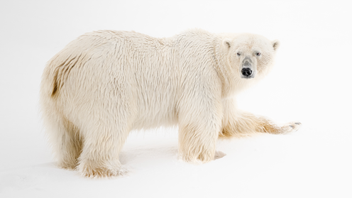 A  portrait of a Polar Bear, looking back over its shoulder with one paw pressed forward in the powdery snow. The image reflects photographer Rachel Bigsby’s distinctive style: intimate, patient, and poetic, highlighting the strength and fragility of life at the edge of the world.