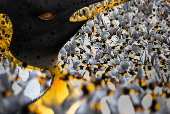 A vast colony of King Penguins on Macquarie Island, captured in an in-camera multiple exposure. The layered image blends hundreds of penguins into a dynamic composition of overlapping feathers, golden head crests, and shifting forms, conveying the dense, energetic chaos of over 100,000 breeding pairs. The scene is vibrant and textured, evoking both the regal presence of the birds and the overwhelming scale and rhythm of their remote southern ocean habitat.