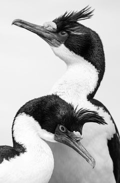 Artistic monochrome image of two Imperial Shags posed closely together, with one bird softly out of focus and the other sharply detailed in the foreground.