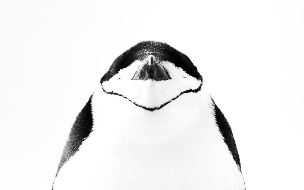 Antarctic Wildlife Photography Expedition