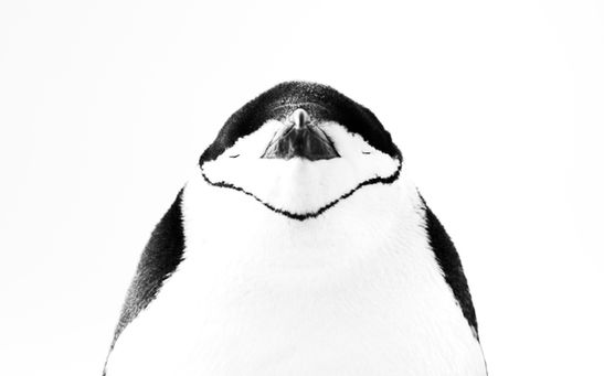 A Chinstrap Penguin stands motionless in deep Antarctic snow, sleeping with its head tucked gently against its body. Its black-and-white plumage forms a near-perfect symmetrical shape, with the distinctive black line under its chin clearly visible. The scene is quiet and minimal, highlighting the penguin’s bold, graphic markings against the soft whiteness of the snow.