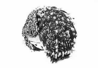 A Chinstrap Penguin curls into itself on an icy surface, mid-moult. Its body appears patchy and textured, with old feathers clinging in uneven tufts while new plumage emerges beneath. Loose feathers drift around it, caught by the Antarctic wind. The penguin’s form creates a soft arc—contrasting white and black, downy and smooth—capturing a quiet moment of transformation in the stark, frozen landscape.