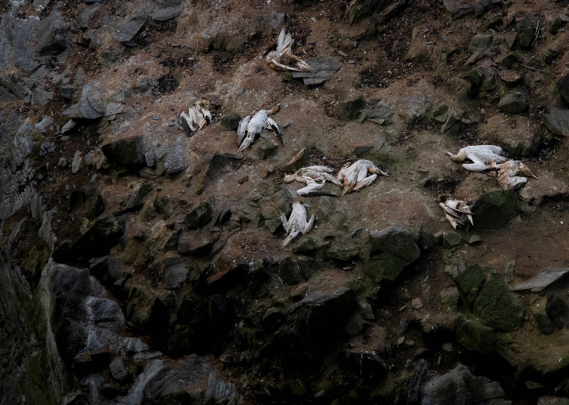 A deceased Northern Gannet