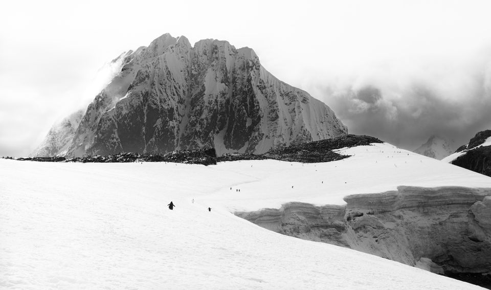 A black and white, landscape image of Penguins at Port Charcot, Antarctica. The image reflects photographer Rachel Bigsby’s distinctive style: intimate, patient, and poetic, highlighting the strength and fragility of life at the edge of the world.