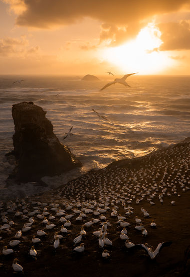 Australasian Gannets flying in strong wind above crashing waves as a golden sunset sinks into the sea. Dark storm clouds gather overhead while waves strike a rocky stack below, capturing a dramatic moment of seabirds returning to their nesting sites at dusk.