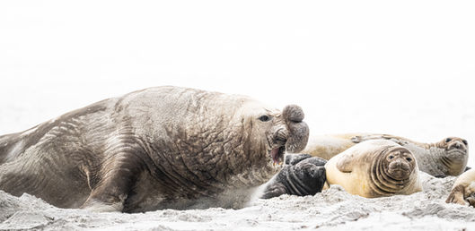 A dominant male Southern Elephant Seal roars while advancing across a sandy shoreline toward a rival male.