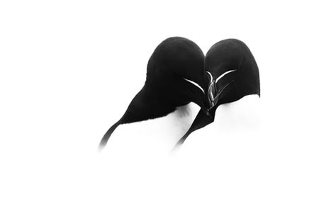 Two Razorbills reunite on a mist-covered jetty on Skomer Island, Wales. One bird, just returned from sea, gently touches beaks with its waiting partner. Their sleek black-and-white plumage stands out against the soft, pale fog. The composition captures the tender symmetry of their interaction—an intimate moment of connection during breeding season, surrounded by the quiet stillness of the island’s sea fog.