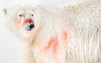 A portrait of a blood stained Polar Bear, surveying its surroundings for potential unwanted visitors, attracted by the smell of the freshly killed seal between its paws. The bear, a creamy coloured creature, looks back over its shoulder. Its nose wet and glistening, as delicate snowflakes fall from it. Its fatty body, rippled in beautiful form as it turns its neck, its spine the perfect curve, its fur so tangible. The image reflects photographer Rachel Bigsby’s distinctive style: intimate, patient, and poetic, highlighting the strength and fragility of life at the edge of the world.