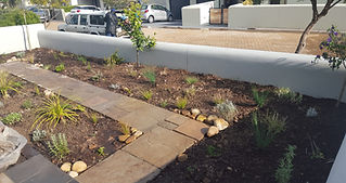 The front garden, with paving taking one through to the garvel area to the side of the house. A lime tree, Agapanthus, Indigenous Salvia's, Helichryssum, mixing foliage colours of indigenous medium and low height plants...Gorgeous!