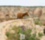 Grand Canyon Tourist