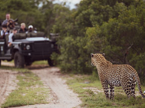 Leopard on patrol with tourists in safari game viewer in the background.